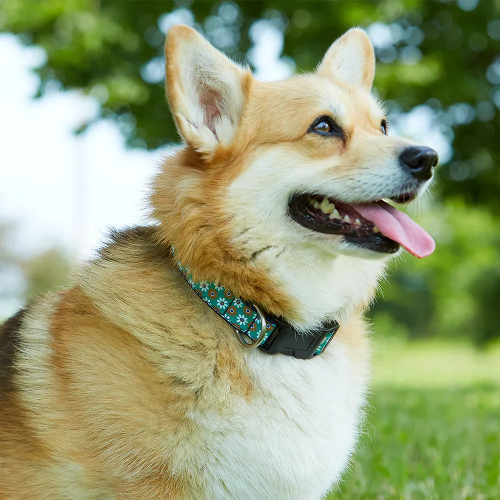Gull Island - Dog Collar