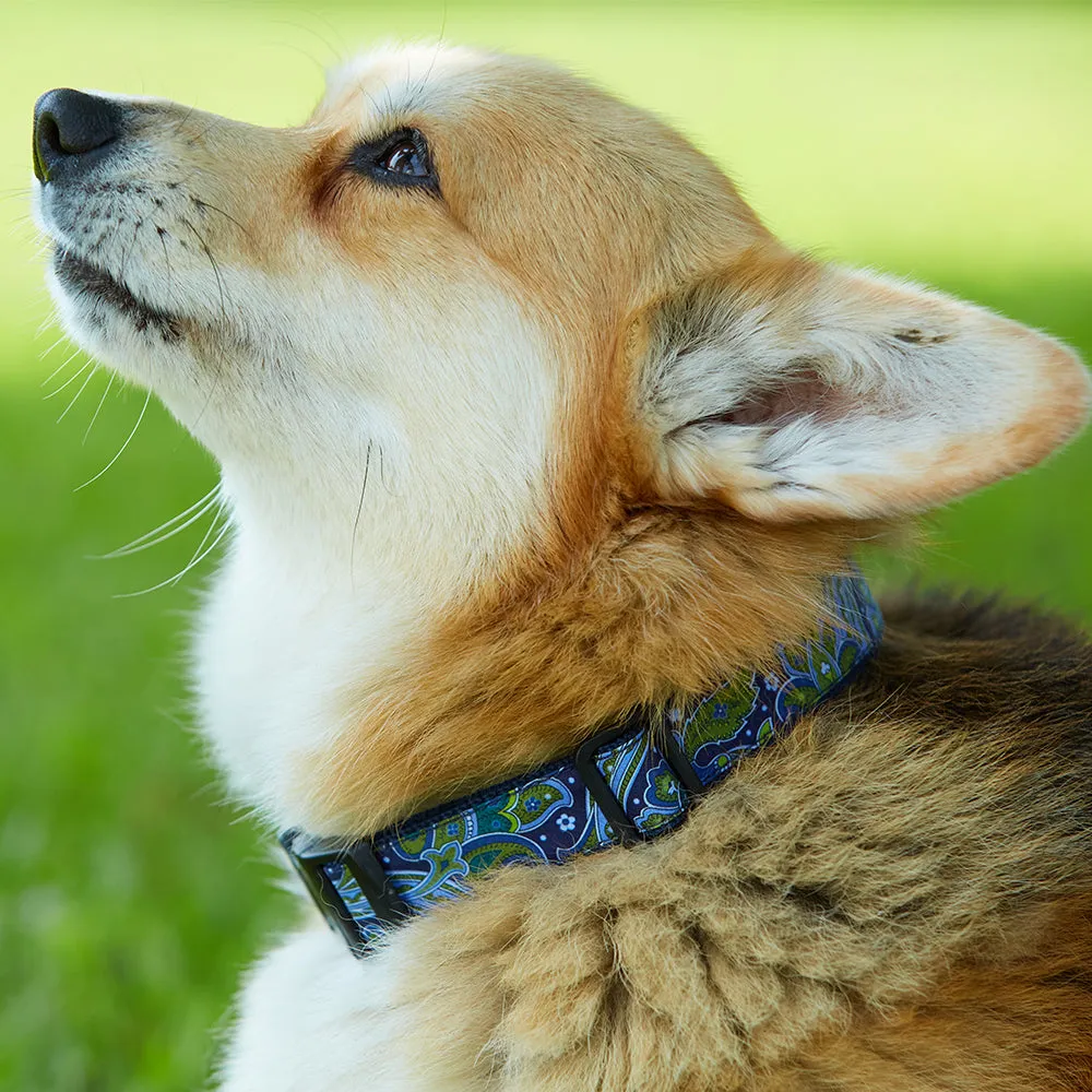 Gull Island - Dog Collar